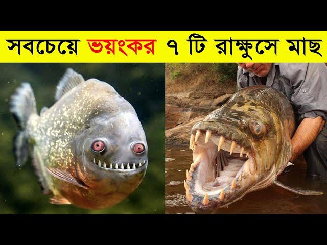 বিশ্বের সবচেয়ে ভয়ংকর ৭ টি মাছ | যা দেখলে চমকে যাবেন | Most dangerous fishes in the world in Bangla