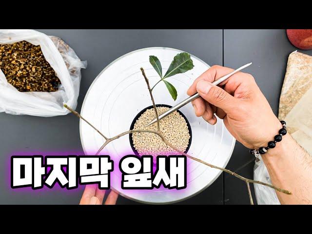 바오밥 마다가스카렌시스 분갈이 / Adansonia madagascariensis Rooting REPOTTING