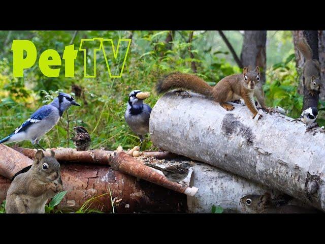 Entertain Your Cat or Dog with Pet TV | Sneaky Squirrels and Beautiful Birds in the Forest