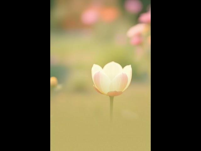 〈Afraid I’m Falling Deeper〉#sing #song#haru##missyou #hope#love#sinabro #dami