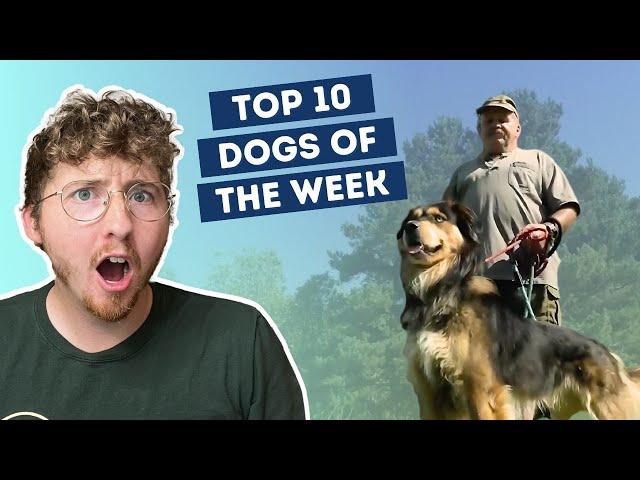 Dog Performs CPR to Save Their Human | Top 10 Dogs of the Week!