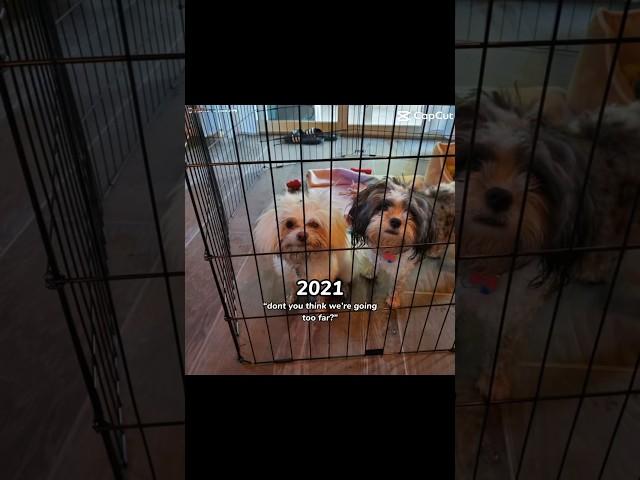 The evolution of my puppies  two were always a team until now  #flyhighcoco