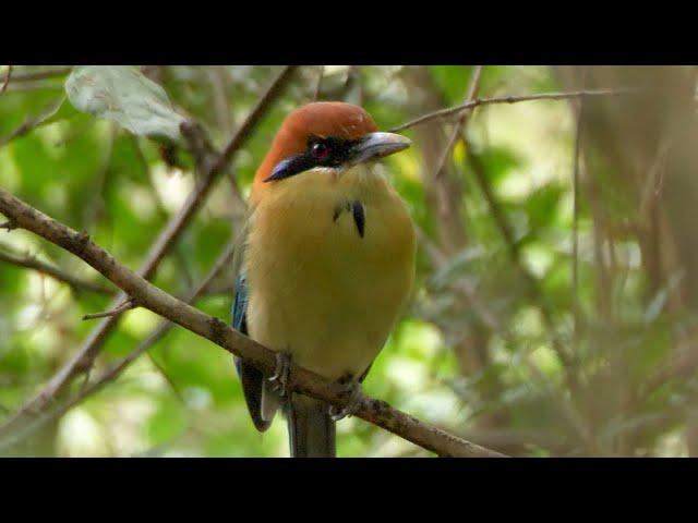 Russet-crowned Motmot and its Call