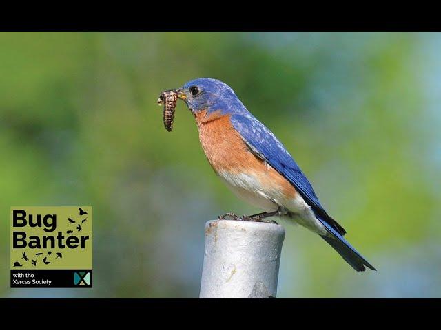 Episode 27: Bugs and Birds: Celebrating World Migratory Bird Day