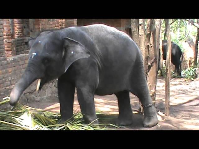 Kerala Forest&Wildlife Department Elephant Rehabilation Centre, Kappukadu