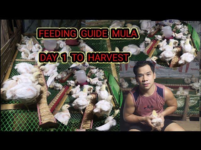 FEEDING GUIDE PARA SA  BROILER CHICKEN MULA DAY ONE HANGANG HARVEST | KAHALAGAHAN NANG UNLI FEEDING.