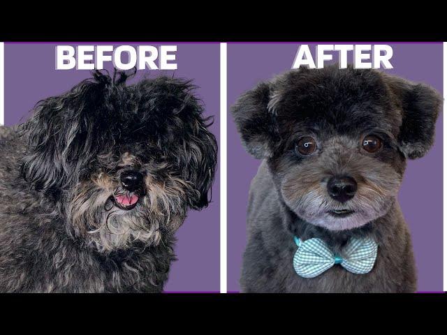 DOG GROOMING TIPS CUTE FACE - How to groom a dogs face #doggrooming #doghaircut