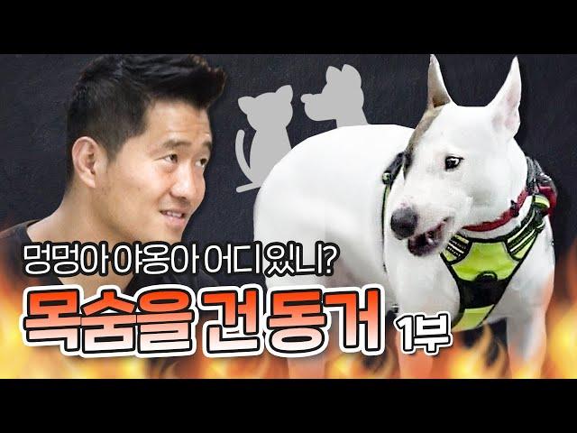 Bull terrier Gurak's aggression that attacks dogs and cat. Part 1 ｜'Aggression of my dog'