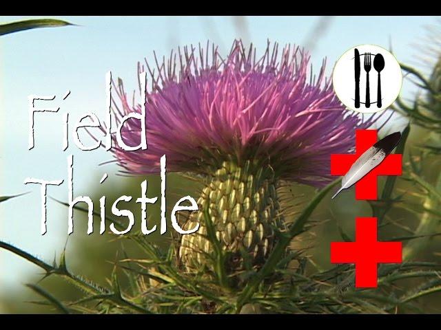 Field Thistle: Edible & Medicinal