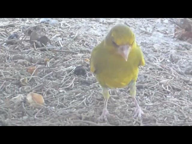 第一次見到歐金翅雀，金色的羽毛真漂亮。Park observation: I saw a European goldfinch for the first time. beautiful.