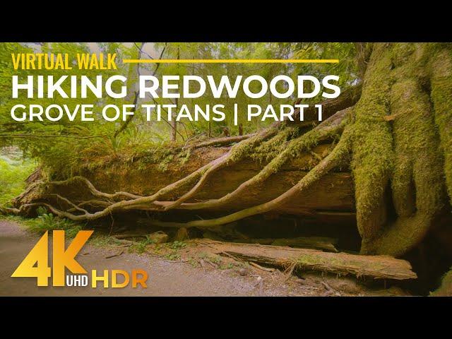 4K HDR Virtual Walk in Redwoods - Highest Trees & Forest Sounds - Hiking Grove of Titans Trail - #1