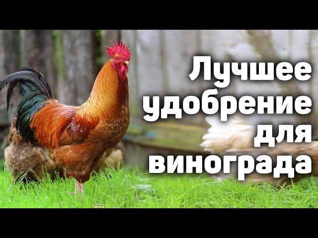 Лучшее удобрение для винограда!