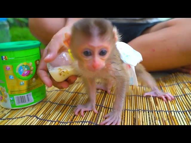 Little Boy Get Milk for Adorable Babe Rose in Morning.