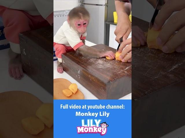 This is how Lily wakes up dad P5 #shorts #short #monkey