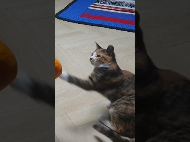 한라봉이 너무 싫은 고양이 나비 #cat #고양이