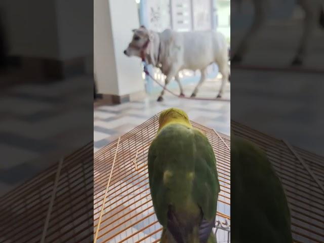 talking parrot #trending #ytshorts #birds