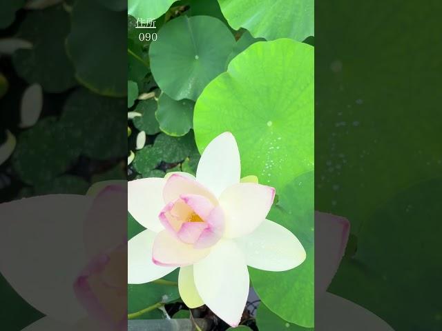 【Kitami / 30 minutes from Memanbetsu Airport】A beautiful lotus pond in July