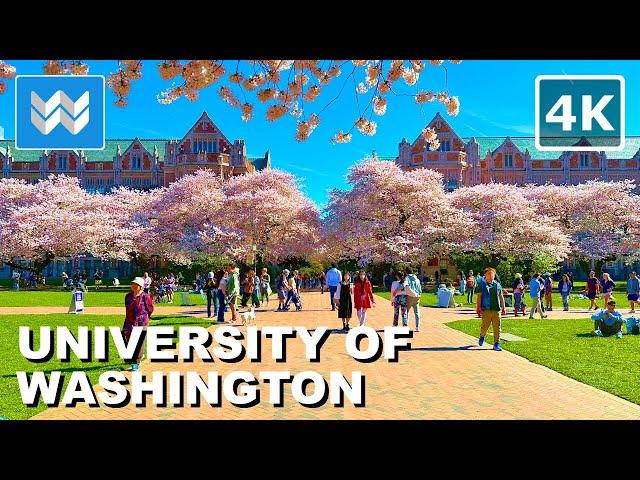 [4K] UW Cherry Blossom  The Quad - University of Washington Seattle Spring 2024 Campus Walking Tour