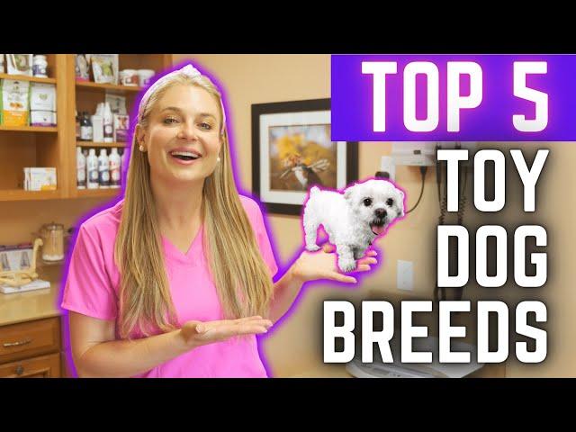 Top 5 Small Dog Breeds to Own!?