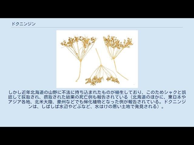 ドクニンジン