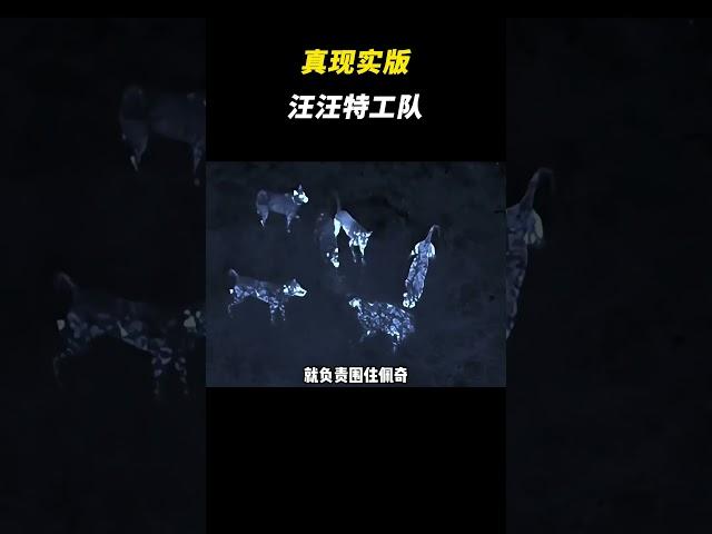 我嘞个现实版汪汪特工队 #搞笑 #离谱 #万万没想到 #汪汪特工队