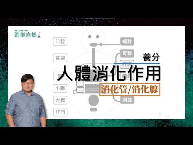 |生物教學|108課綱|消化作用|脂質|肝臟|膽囊|國中生物  (Digestion | Lipids | Liver | Gallbladder)