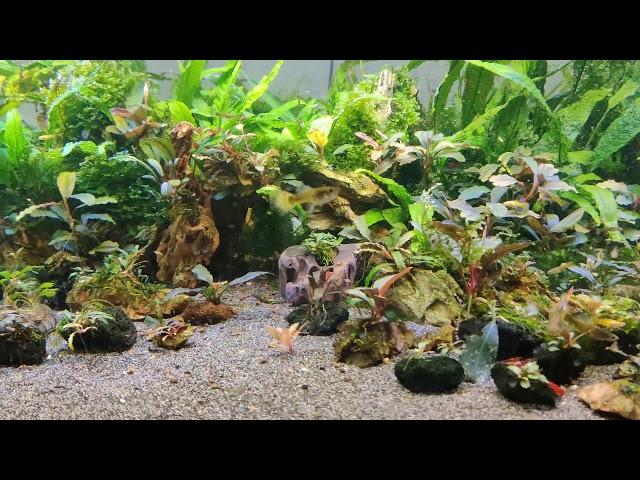 100+ bucephalandra planted tanks  -  guppy crossbreed  -  aquarium plants  -  aquascaping