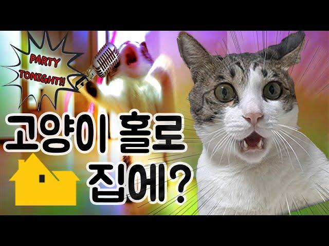 (ENG SUB) Cats are Alone in Home | CatOutdoor