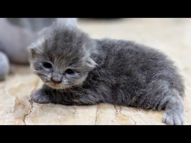 Aww this Cute Grey Persian Baby Kitten trying to Walk 