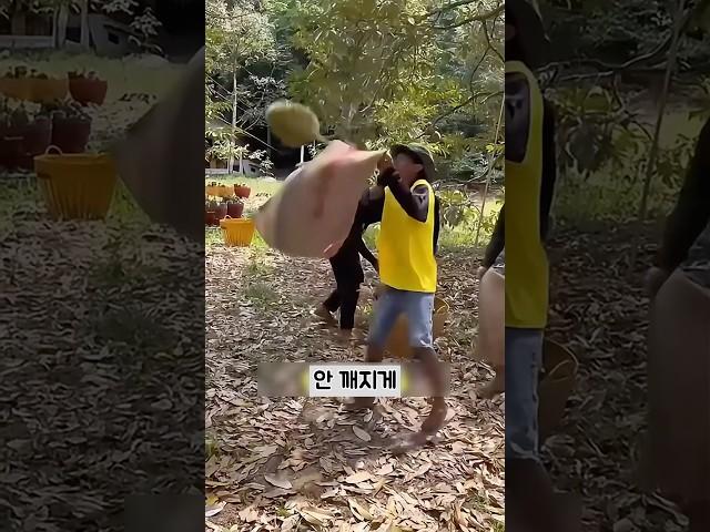 두리안 따는 방법