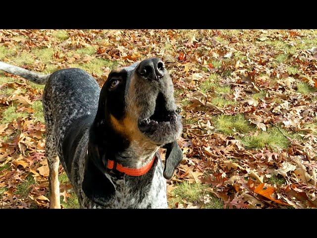 Hound Dog Howling