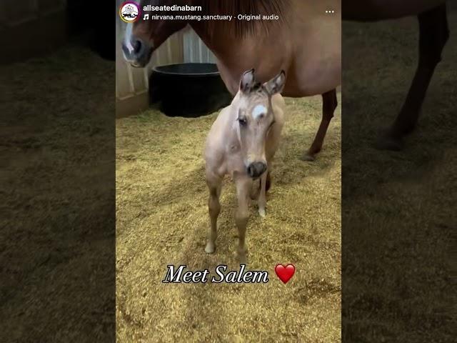 The wait is over— TIFFANY HAD HER FOAL! And he’s massive!