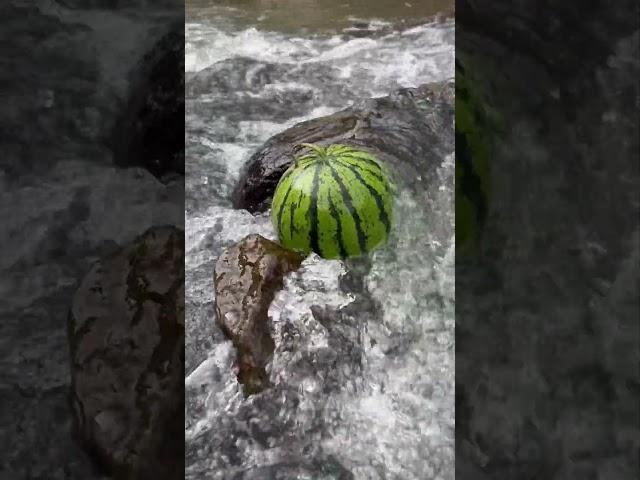 Look, I found watermelons in the creek.