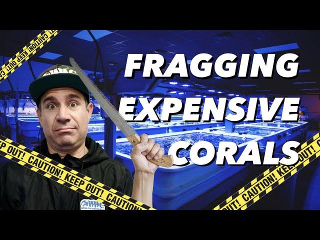 Fragging corals for Vic's 80 gallon tank