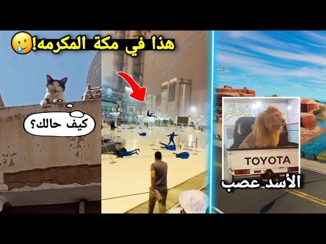 أشهر 8 اخبار سيئه وخايسه مابتكون عارفها! ( القط هذا مسكون! )