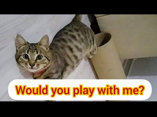 Naughty Kitten Want To Kick You