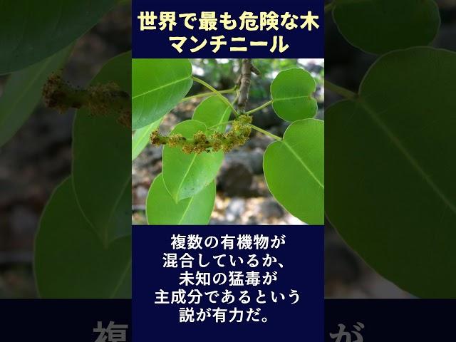 世界で最も危険な木 マンチニール#shorts  #いきもの #ゆっくり解説