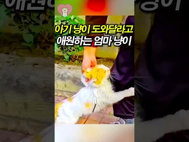 새끼 고양이를 도와달라고 애원하는 엄마 고양이