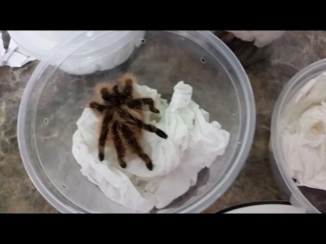 Pet Expo awesome new invertebrates 2/23/17