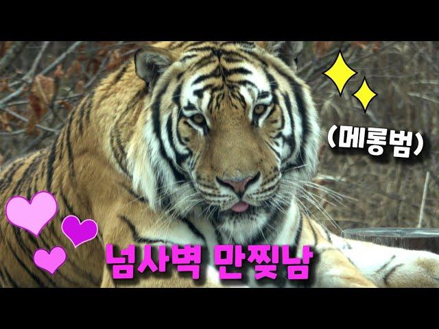 [4K] 만화 속 호랑이 남매 출두요 중요한 건 꺾이지 않는 메롱 (태범 무궁 백두대간 호랑이  korea tiger) #태범, #무궁, #한국호랑이