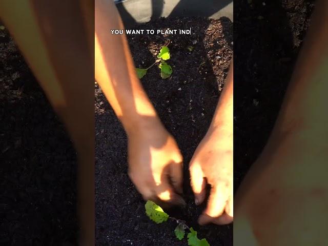 How to Grow Turnips: Step-by-Step Guide for a Healthy Harvest!