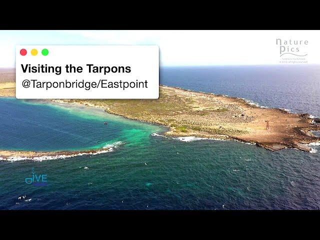 Curacao Dive Site Guide | Eastpoint Travel Vlog | Curacao Scuba Diving Sites