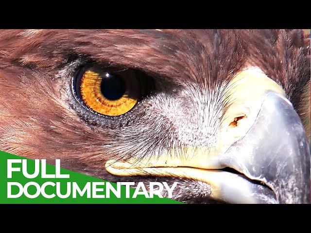 The Alps - Europe's Wild Heart | Free Documentary Nature