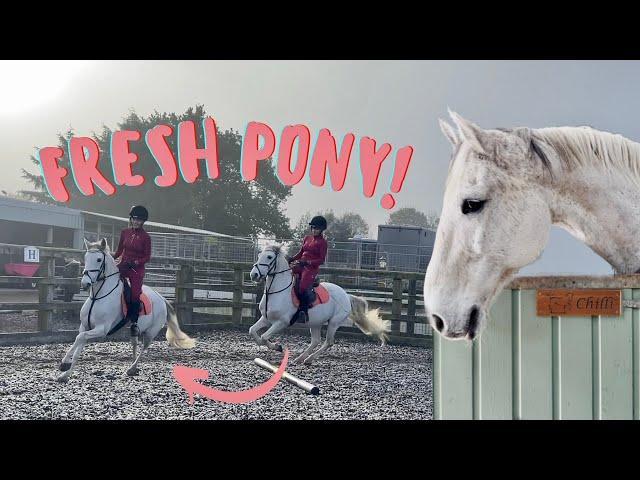 Barn Vlog | Very FRESH Smokey & Schooling Chilli | LilPetChannel