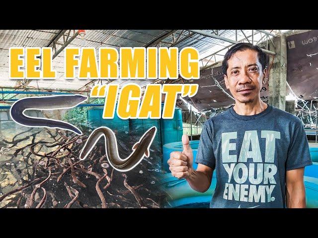 BEST EEL FARMING | FORMER GOLF INSTRUCTOR, TURNED EEL FARMER: A SUCCESS STORY OF MR. DELOS SANTOS