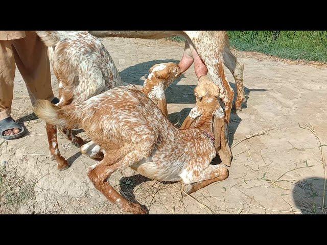 baccho wali makhi cheeni bakriyan Ajmal goat farm Hasilpur 03086171529