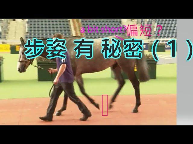 揀馬 如何看步姿？【賽馬知多D】齊齊學 相馬ABC（第3集）Horse conformation basics 3