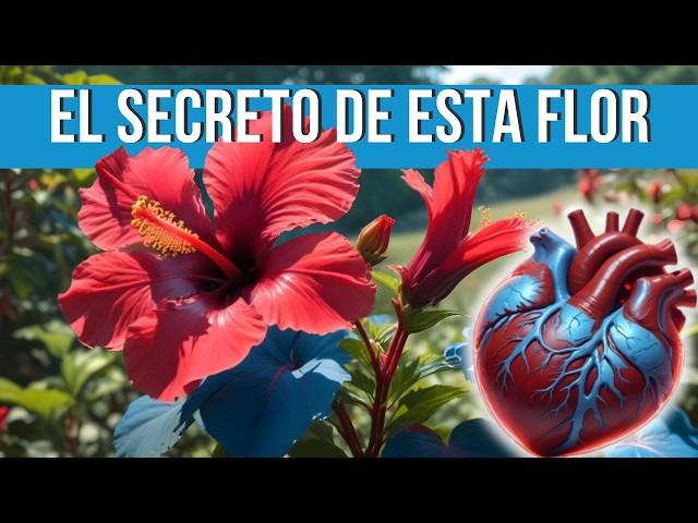 BENEFICIOS de la FLOR de JAMAICA y sus  PODERES OCULTOS 