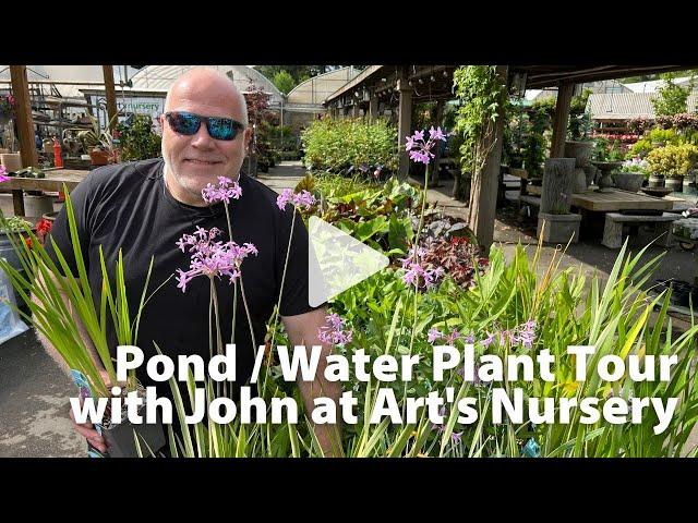 Pond Plant | Water Plant Tour | Art's Nursery