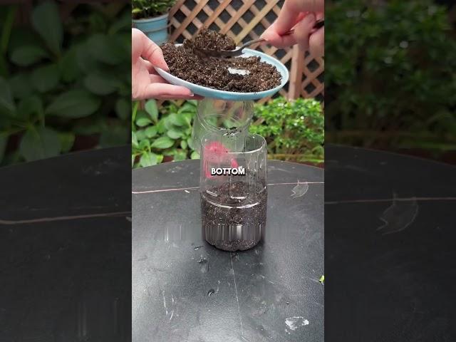 use plastic bottle to propagate roses. The method is simple and high survival rate #Rose #Cutting